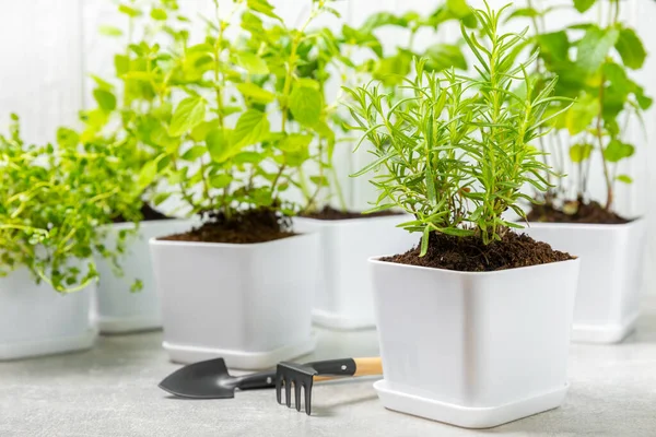 stock image Fresh garden herbs in pots. Rosemary, mint, strawberry, basil, oregano and thyme in white pots. Seedling of spicy spices and herbs. Assorted fresh herbs in a pot. Home aromatic and culinary herbs.