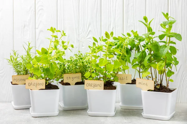 Fresh Garden Herbs Pots Rosemary Mint Strawberry Basil Oregano Thyme — Stock Photo, Image