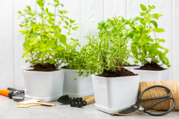 stock image Fresh garden herbs in pots. Rosemary, mint, strawberry, basil, oregano and thyme in white pots. Seedling of spicy spices and herbs. Assorted fresh herbs in a pot. Home aromatic and culinary herbs.