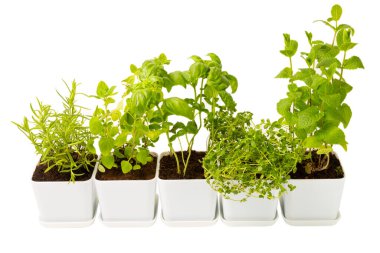 Tenceredeki baharatlar. Beyaz arka planda izole edilmiş bir tencerede otlar. Biberiye, nane, fesleğen, kekik ve tencerede limon yağı. Baharatlı baharatlar. Mutfak için şifalı bitkiler. Tarif.