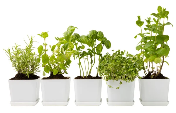 Tenceredeki baharatlar. Beyaz arka planda izole edilmiş bir tencerede otlar. Biberiye, nane, fesleğen, kekik ve tencerede limon yağı. Baharatlı baharatlar. Mutfak için şifalı bitkiler. Tarif.