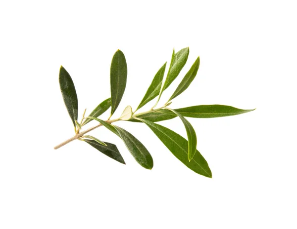 Foto Eines Grünen Olivenzweiges Isoliert Auf Weißem Hintergrund Olivenzweig Olivenblätter — Stockfoto