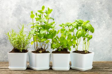 Tencerelerde taze bahçe otları. Biberiye, nane, kekik ve kekik, beyaz kaplarda. Baharat ve baharat tohumları. Tencerede çeşitli taze otlar. Ev aroması ve aşçılık bitkileri. Metinler için yer.