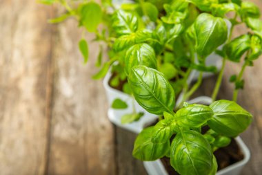 Tencerelerde taze bahçe otları. Biberiye, nane, kekik ve kekik, beyaz kaplarda. Baharat ve baharat tohumları. Tencerede çeşitli taze otlar. Ev aroması ve aşçılık bitkileri. Metinler için yer.