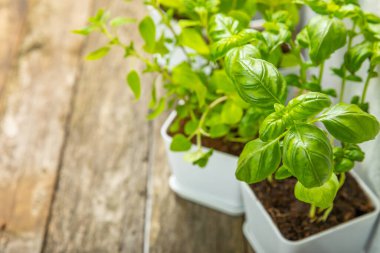 Tencerelerde taze bahçe otları. Biberiye, nane, kekik ve kekik, beyaz kaplarda. Baharat ve baharat tohumları. Tencerede çeşitli taze otlar. Ev aroması ve aşçılık bitkileri. Metinler için yer.