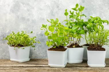 Tencerelerde taze bahçe otları. Biberiye, nane, kekik ve kekik, beyaz kaplarda. Baharat ve baharat tohumları. Tencerede çeşitli taze otlar. Ev aroması ve aşçılık bitkileri. Metinler için yer.