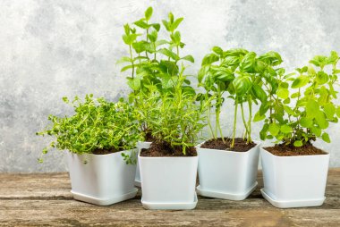 Tencerelerde taze bahçe otları. Biberiye, nane, kekik ve kekik, beyaz kaplarda. Baharat ve baharat tohumları. Tencerede çeşitli taze otlar. Ev aroması ve aşçılık bitkileri. Metinler için yer.