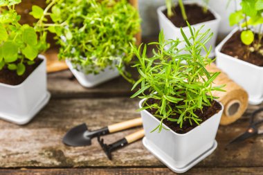 Tencerelerde taze bahçe otları. Biberiye, nane, kekik ve kekik, beyaz kaplarda. Baharat ve baharat tohumları. Tencerede çeşitli taze otlar. Ev aroması ve aşçılık bitkileri. Metinler için yer.