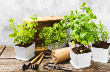 Tencerelerde taze bahçe otları. Biberiye, nane, kekik ve kekik, beyaz kaplarda. Baharat ve baharat tohumları. Tencerede çeşitli taze otlar. Ev aroması ve aşçılık bitkileri. Metinler için yer.