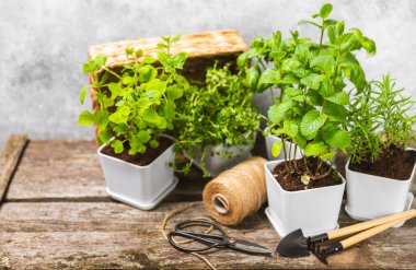 Tencerelerde taze bahçe otları. Biberiye, nane, kekik ve kekik, beyaz kaplarda. Baharat ve baharat tohumları. Tencerede çeşitli taze otlar. Ev aroması ve aşçılık bitkileri. Metinler için yer.