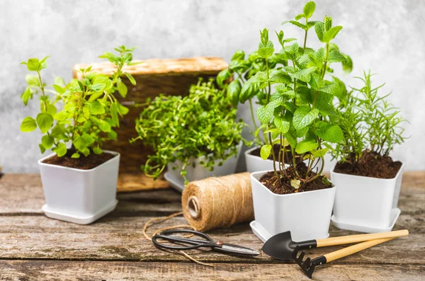 stock image Fresh garden herbs in pots. Rosemary, mint, oregano and thyme in white pots. Seedling of spicy spices and herbs. Assorted fresh herbs in a pot. Home aromatic and culinary herbs.Place for text.