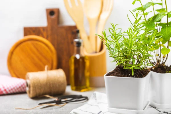 stock image Fresh garden herbs in pots. Rosemary, mint, oregano and thyme in white pots. Seedling of spicy spices and herbs. Assorted fresh herbs in a pot. Home aromatic and culinary herbs.Place for text.