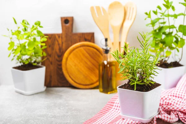 Tencerelerde taze bahçe otları. Biberiye, nane, kekik ve kekik, beyaz kaplarda. Baharat ve baharat tohumları. Tencerede çeşitli taze otlar. Ev aroması ve aşçılık bitkileri. Metinler için yer.