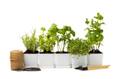 Beyaz arka planda izole edilmiş tencerelerdeki taze bahçe otları. Biberiye, nane, fesleğen, kekik ve kekik. Baharat ve baharat tohumları. Ev aroması ve aşçılık bitkileri.