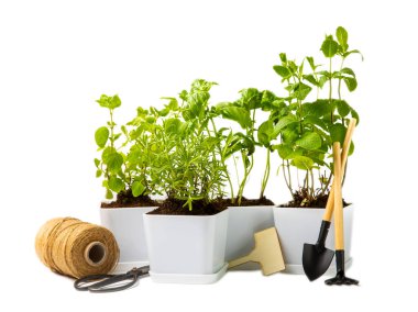 Beyaz arka planda izole edilmiş tencerelerdeki taze bahçe otları. Biberiye, nane, fesleğen, kekik ve kekik. Baharat ve baharat tohumları. Ev aroması ve aşçılık bitkileri.