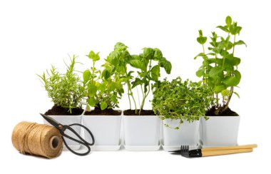 Beyaz arka planda izole edilmiş tencerelerdeki taze bahçe otları. Biberiye, nane, fesleğen, kekik ve kekik. Baharat ve baharat tohumları. Ev aroması ve aşçılık bitkileri.