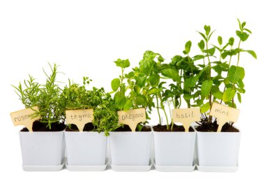 Beyaz arka planda izole edilmiş tencerelerdeki taze bahçe otları. Biberiye, nane, fesleğen, kekik ve kekik. Baharat ve baharat tohumları. Ev aroması ve aşçılık bitkileri.