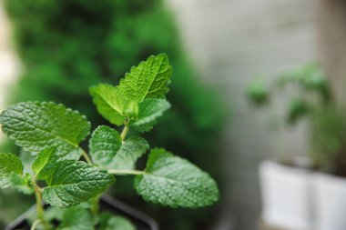 Taze bitki saksısı. Seedling. Baharatlı baharat ve bitki tohumu. Tencerede çeşitli taze otlar. Ev aroması ve aşçılık bitkileri..