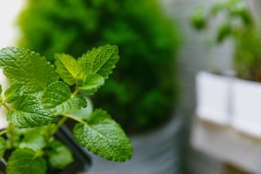 Taze bitki saksısı. Seedling. Baharatlı baharat ve bitki tohumu. Tencerede çeşitli taze otlar. Ev aroması ve aşçılık bitkileri..