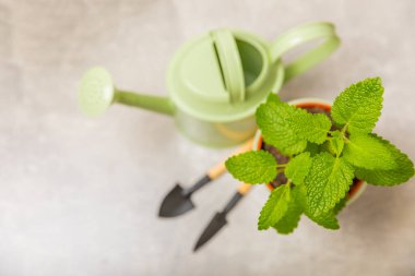 Taze bitki saksısı. Seedling. Baharatlı baharat ve bitki tohumu. Tencerede çeşitli taze otlar. Ev aroması ve aşçılık bitkileri..