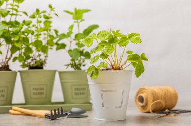 Taze bitki saksısı. Seedling. Çilek saksısı, su bitkileri, baharat ve bitki tohumu. Tencereye çeşitli taze otlar. Ev aroması ve aşçılık bitkileri..