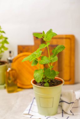 Taze bitki saksısı. Seedling. Baharatlı baharat ve bitki tohumu. Tencerede çeşitli taze otlar. Ev aroması ve aşçılık bitkileri..