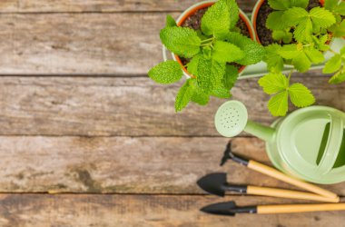 Taze bitki saksısı. Seedling. Çilek saksısı, su bitkileri, baharat ve bitki tohumu. Tencereye çeşitli taze otlar. Ev aroması ve aşçılık bitkileri..