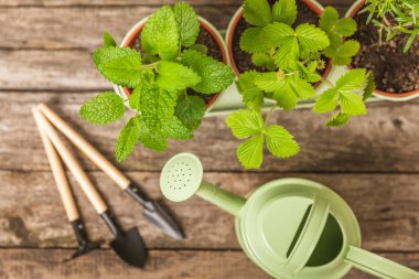 Taze bitki saksısı. Seedling. Çilek, nane, biberiye ve kekik saksısı, baharat ve bitki tohumu. Bir tencerede taze otlar. Ev aroması ve aşçılık bitkileri..