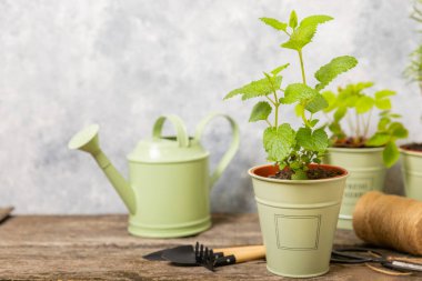 Taze bitki saksısı. Seedling. Baharatlı baharat ve bitki tohumu. Tencerede çeşitli taze otlar. Ev aroması ve aşçılık bitkileri..
