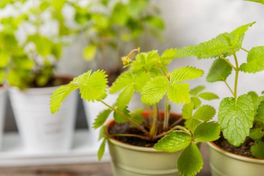 Taze bitki saksısı. Seedling. Çilek saksısı, su bitkileri, baharat ve bitki tohumu. Tencereye çeşitli taze otlar. Ev aroması ve aşçılık bitkileri..