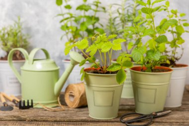 Taze bitki saksısı. Seedling. Çilek, nane, biberiye ve kekik saksısı, baharat ve bitki tohumu. Bir tencerede taze otlar. Ev aroması ve aşçılık bitkileri..