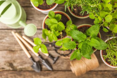 Taze bitki saksısı. Seedling. Çilek, nane, biberiye ve kekik saksısı, baharat ve bitki tohumu. Bir tencerede taze otlar. Ev aroması ve aşçılık bitkileri..