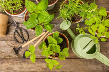 Taze bitki saksısı. Seedling. Çilek, nane, biberiye ve kekik saksısı, baharat ve bitki tohumu. Bir tencerede taze otlar. Ev aroması ve aşçılık bitkileri..