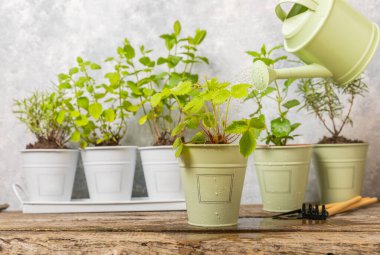 Taze bitki saksısı. Seedling. Çilek saksısı, su bitkileri, baharat ve bitki tohumu. Tencereye çeşitli taze otlar. Ev aroması ve aşçılık bitkileri..