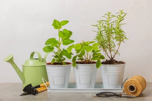 stock image Potted fresh garden herbs. Seedling. Strawberry, mint, rosemary and oregano in pots.Spicy spice and herb seedling.Assorted fresh herbs in a pot.Home aromatic and culinary herbs.Copy space.