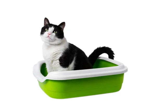 Kedi, beyaz arka planda izole bir şekilde çöp kutusunda oturuyor. Evcil hayvanlar için tuvalet. Hayvan bakımı. Kedi tepsisi.