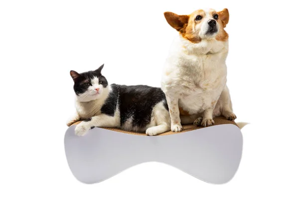 The cat and the dog sharpen their claws on the scratching post isolated on a white background. Bed for animals. Pet care. Games for cats and dogs.
