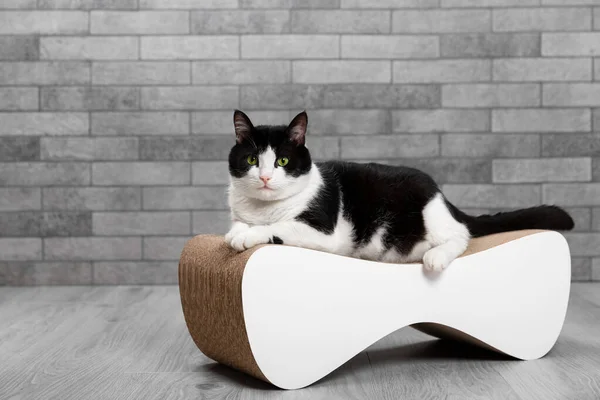 A cute cat sharpens its claws on a scratching post in a room against a gray empty wall. Bed for a cat. Pet care.A black and white cat scratches a brown scratching post. Games for the cat.