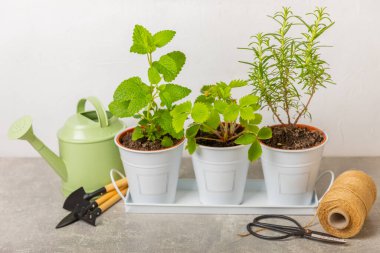 Tencerelerde taze bahçe otları. Biberiye, nane ve arkaplanda hafif desenli çömlek içinde çilek. Baharat ve baharat tohumları. Tencerede çeşitli taze otlar. Ev aroması ve aşçılık bitkileri.