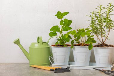 Tencerelerde taze bahçe otları. Biberiye, nane ve arkaplanda hafif desenli çömlek içinde çilek. Baharat ve baharat tohumları. Tencerede çeşitli taze otlar. Ev aroması ve aşçılık bitkileri.