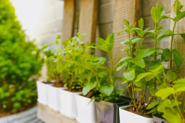 stock image Fresh garden herbs in pots. Rosemary, mint, oregano and strawberries in pots. Seedling of spicy spices and herbs. Assorted fresh herbs in a pot. Home aromatic and culinary herbs.