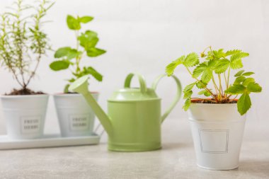 Tencerelerde taze bahçe otları. Mutfağın arka planında bulanık bir tencerede çilek. Baharat ve baharat tohumları. Tencerede çeşitli taze otlar. Ev aroması ve aşçılık bitkileri.