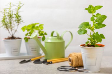 Tencerelerde taze bahçe otları. Nane, çilek, biberiye ve keklik otu. Baharat ve baharat tohumları. Tencerede çeşitli taze otlar. Ev aroması ve aşçılık bitkileri.