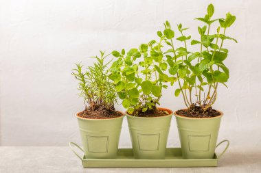 Tencerelerde taze bahçe otları. Nane, çilek, biberiye ve keklik otu. Baharat ve baharat tohumları. Tencerede çeşitli taze otlar. Ev aroması ve aşçılık bitkileri.