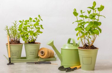 Tencerelerde taze bahçe otları. Nane, çilek, biberiye ve keklik otu. Baharat ve baharat tohumları. Tencerede çeşitli taze otlar. Ev aroması ve aşçılık bitkileri.