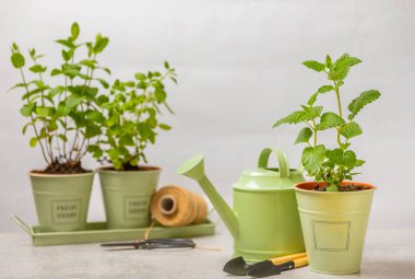 Tencerelerde taze bahçe otları. Nane, çilek, biberiye ve keklik otu. Baharat ve baharat tohumları. Tencerede çeşitli taze otlar. Ev aroması ve aşçılık bitkileri.