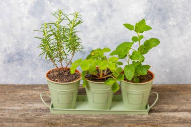 Tencerelerde taze bahçe otları. Biberiye, nane ve arkaplanda çilek. Baharat ve baharat tohumları. Tencerede çeşitli taze otlar. Ev aroması ve aşçılık bitkileri.
