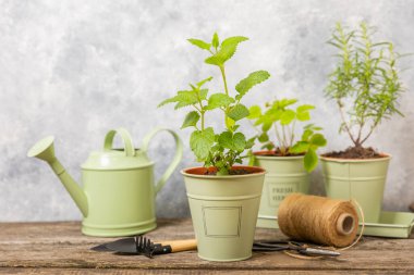 Tencerelerde taze bahçe otları. Nane, çilek, biberiye ve keklik otu. Baharat ve baharat tohumları. Tencerede çeşitli taze otlar. Ev aroması ve aşçılık bitkileri.