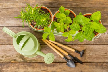 Tencerelerde taze bahçe otları. Biberiye, nane, keklik otu ve dokulu arka planda saksıda çilek. Baharat ve baharat tohumları. Tencerede çeşitli taze otlar. Ev aroması ve aşçılık bitkileri.