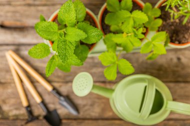 Tencerelerde taze bahçe otları. Biberiye, nane, keklik otu ve dokulu arka planda saksıda çilek. Baharat ve baharat tohumları. Tencerede çeşitli taze otlar. Ev aroması ve aşçılık bitkileri.